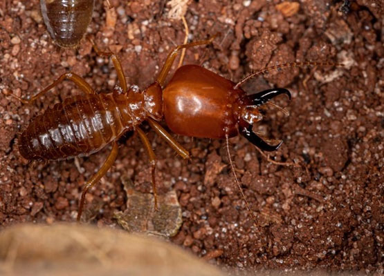 Termite