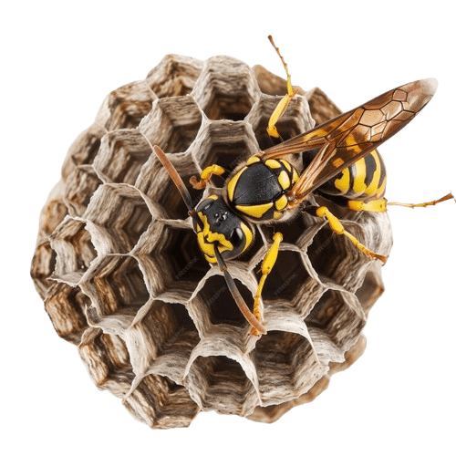 Bee and Hornet Removal