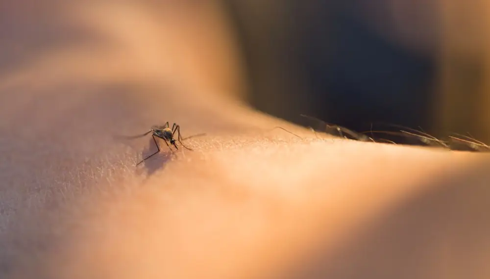 Signs You Need a Mosquito Control Professional Right Now