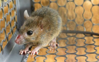 Everything You Need to Know About Rodent Control in Huntsville, TX