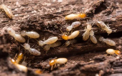 Protect Your Home with Expert Termite Control Services in Conroe, TX