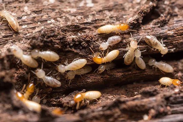 Protect Your Home with Expert Termite Control Services in Conroe, TX