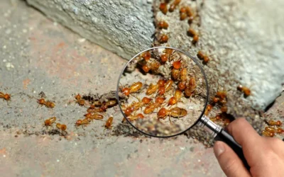Need a Termite Inspection in New Waverly, TX Before It’s Too Late?