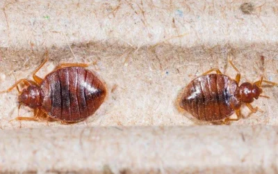 How to Spot and Stop Bed Bugs Fast in Huntsville, TX?